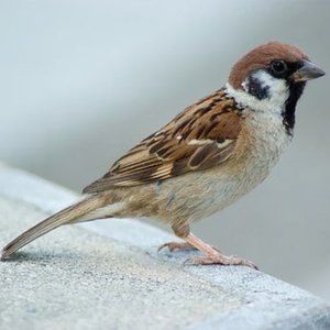 Meet your Posher, Moineau